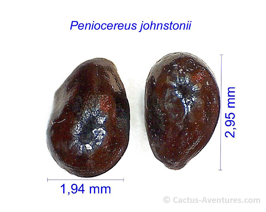 Peniocereus johnstonii seeds JM